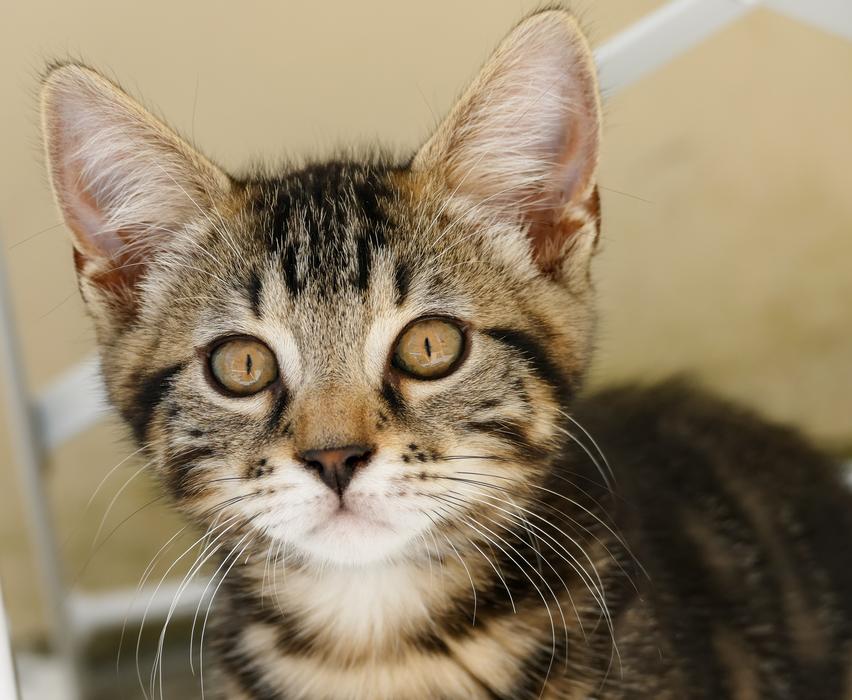 Cat Kitten Cute