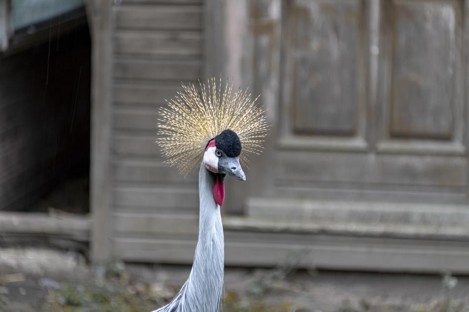 Bird Duck Feather