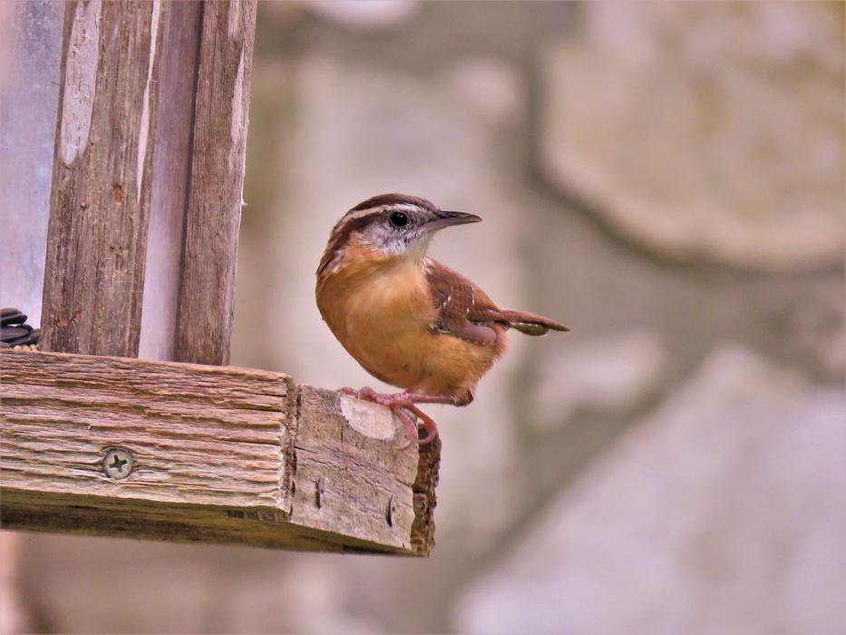Bird Cute Brown And Tan