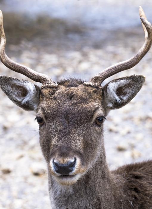 deer head with thin antlers