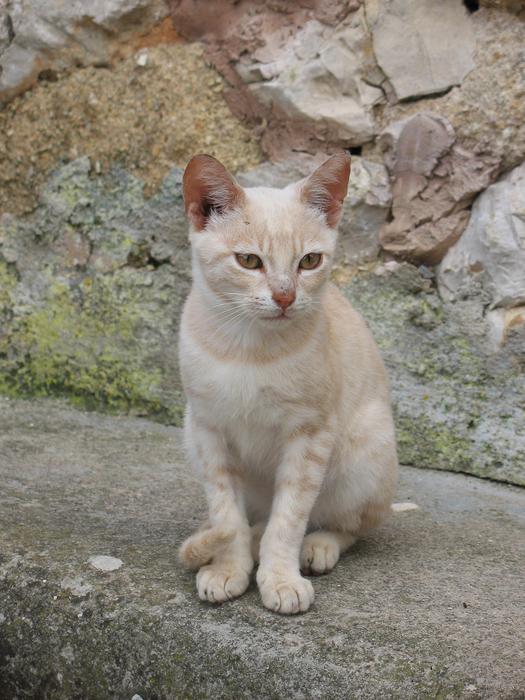 Cat House Pet