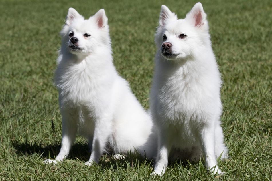 Spitz Pets Dog Canine