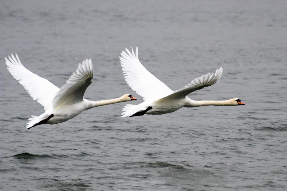 Swan Bird Animal