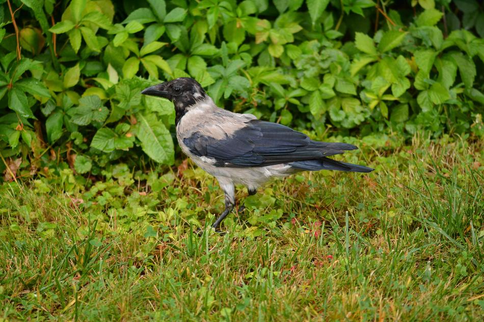Crow Raven Young