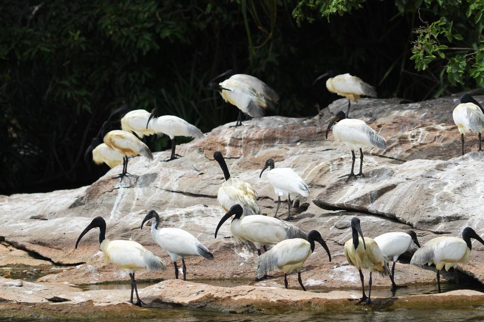 Birds on rock by water