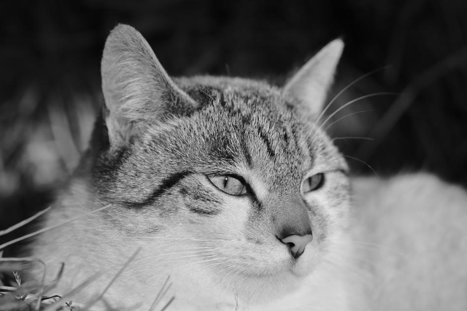 Cat Pussy Portrait Cat'S