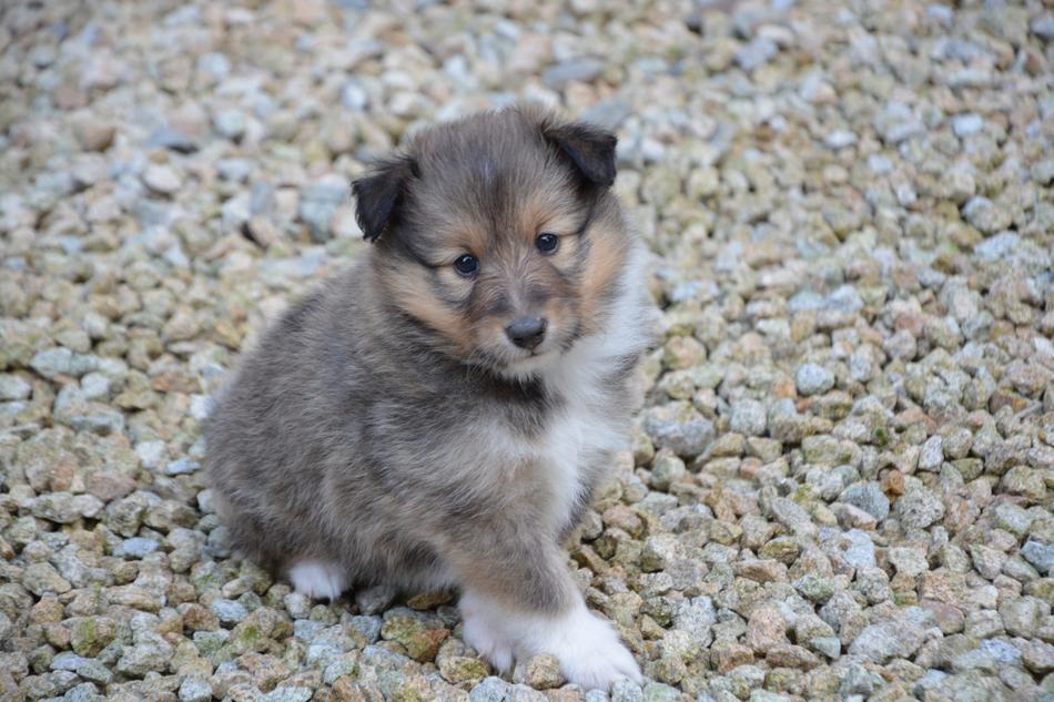 Puppy Dog Pup O