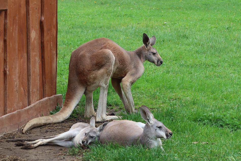 Animal Kangaroo in Borysew
