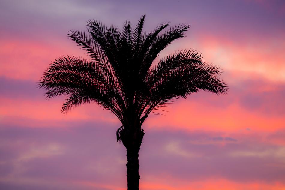 Palm Sunset Romance