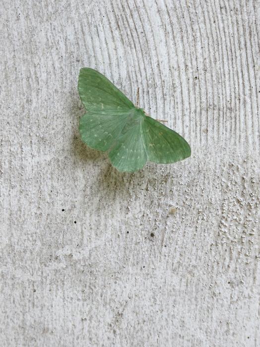 Wood Moth Insect