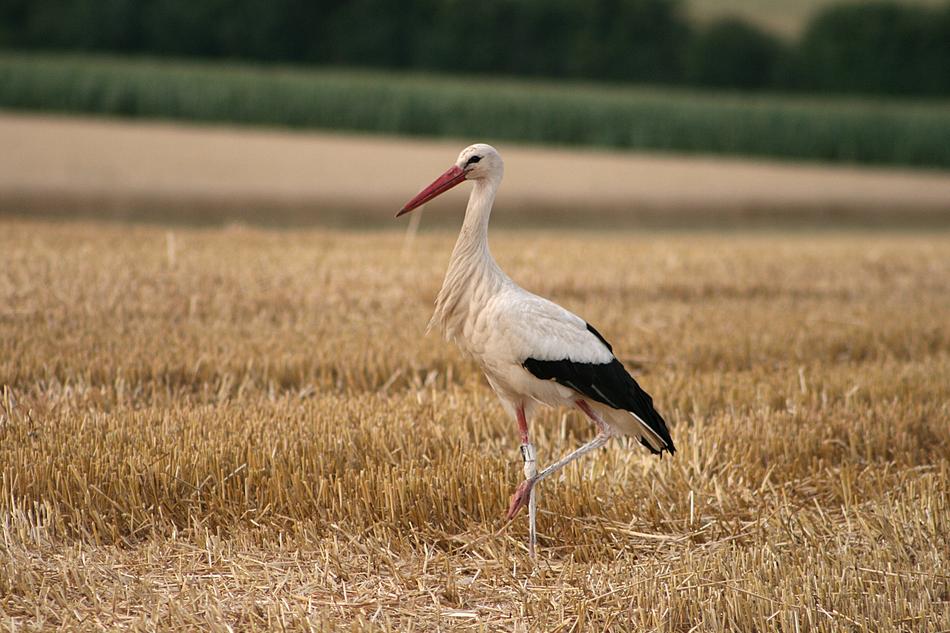 Bird Stork White macro