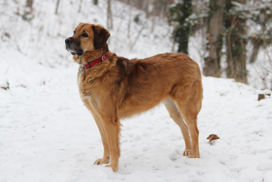 Dog Animal Winter