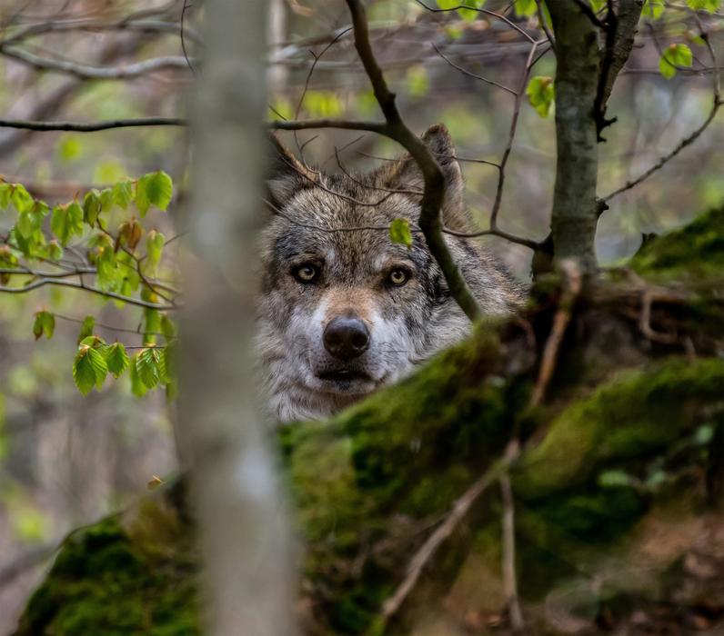 wild wolf staring into the camera