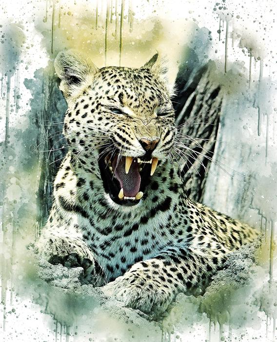 leopard cat wildlife animal nature