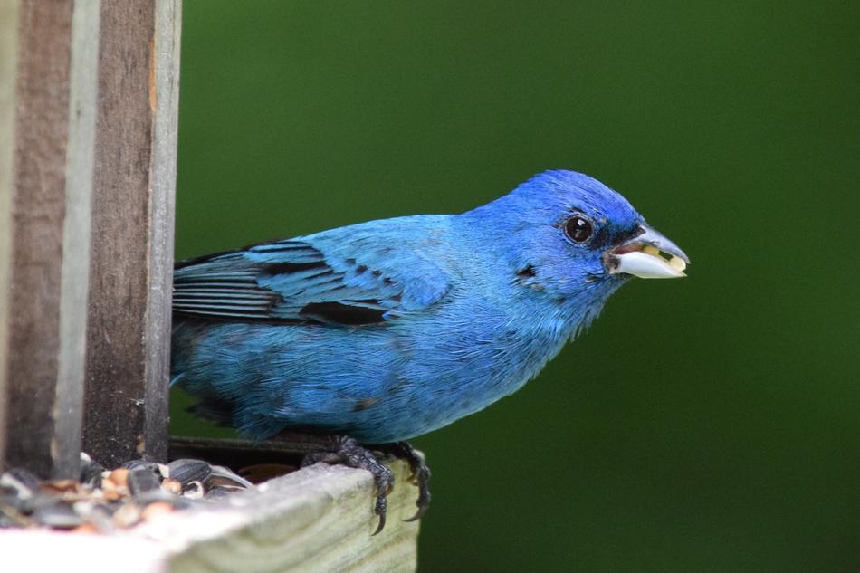 Indigo bird on a feeder