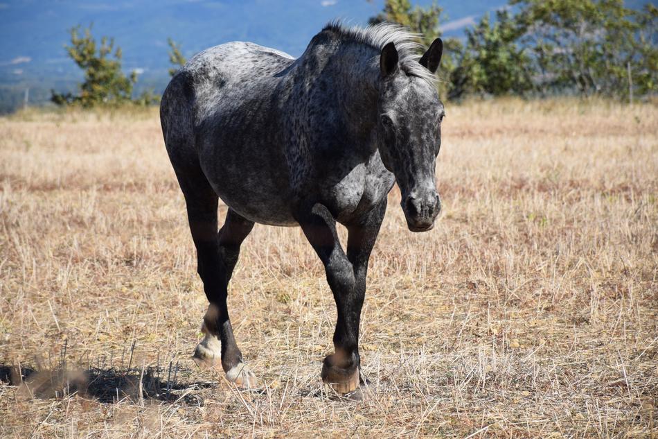 Animal Horse