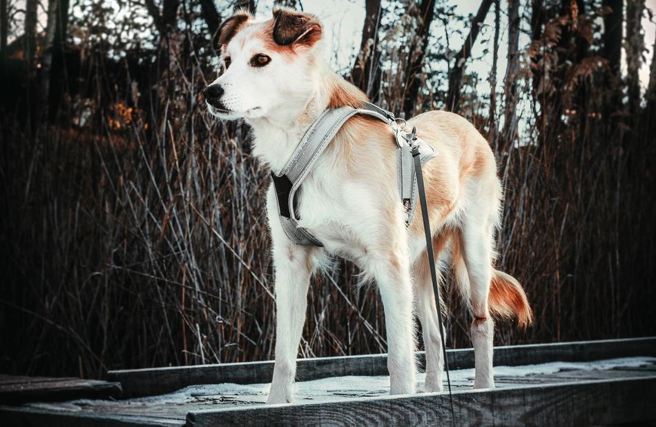 Dog Animal Doggy
