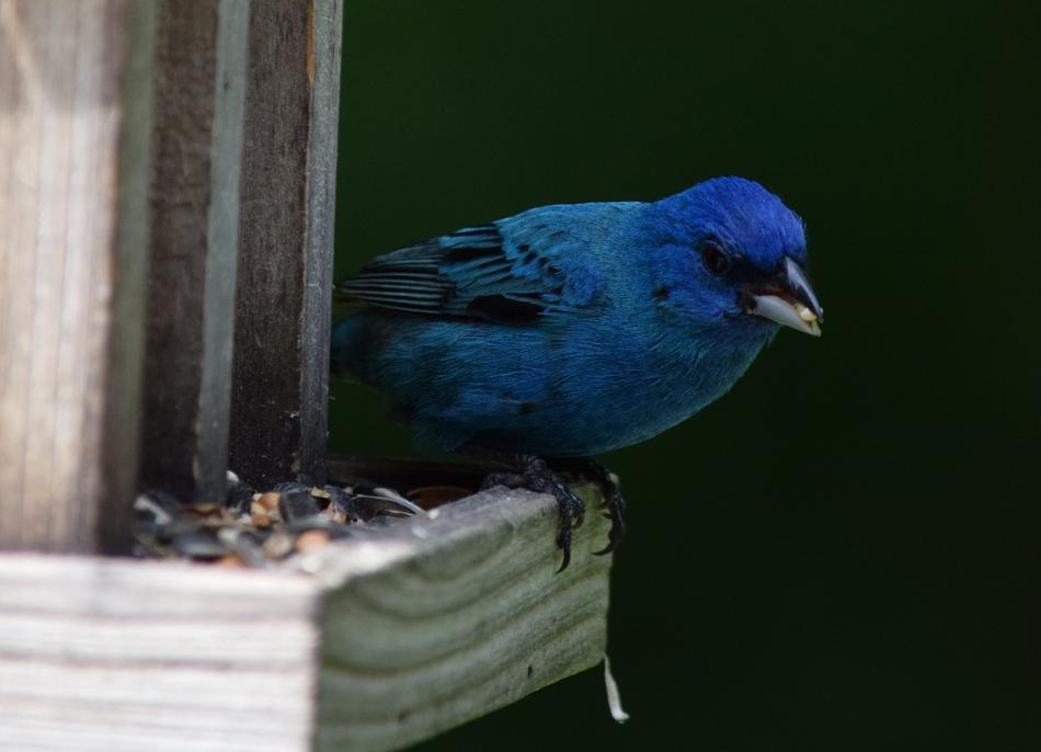 Bird Bunting Indigo