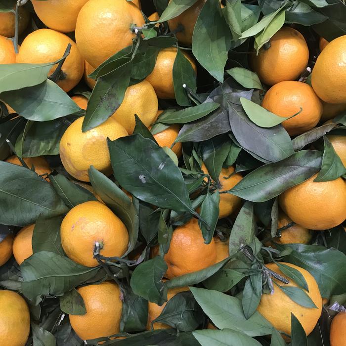 ripe fruit in the foliage