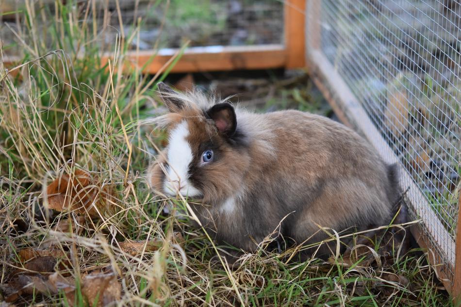 Rabbit Dwarf Company