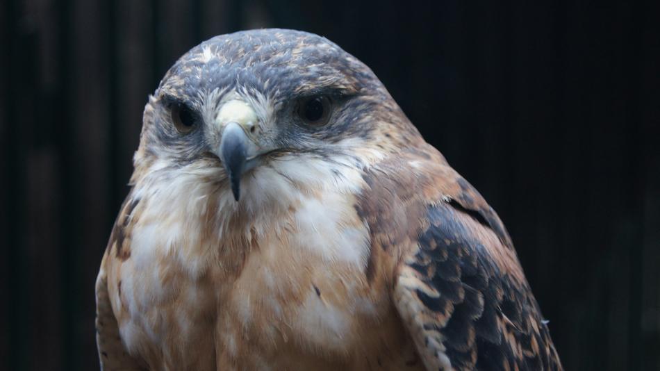 Raptor Bird Nature