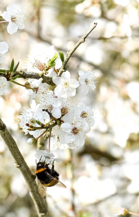 Bee Insect Spring