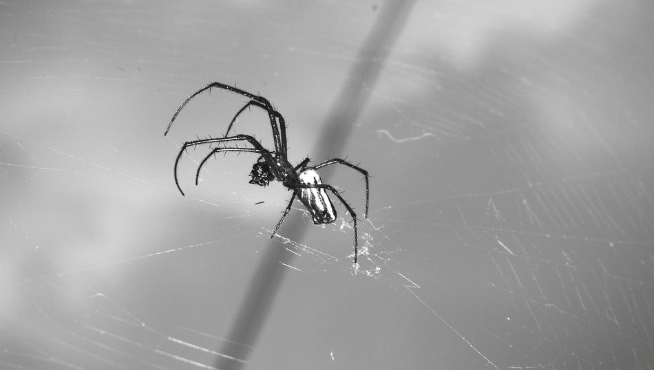 big spider on a web in the garden