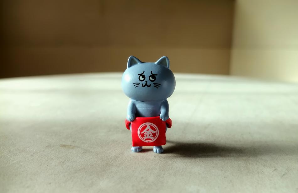 Domestic Cat Kitten