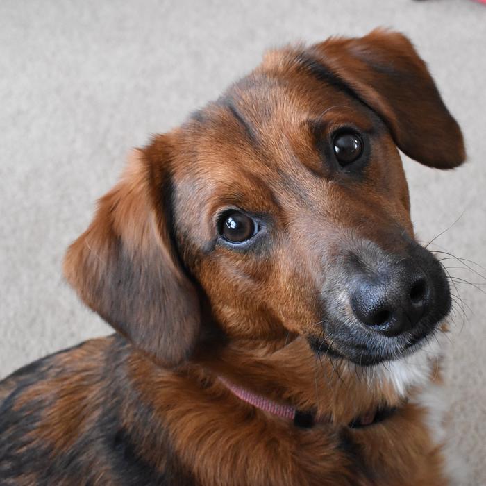 Dog Brown Cute
