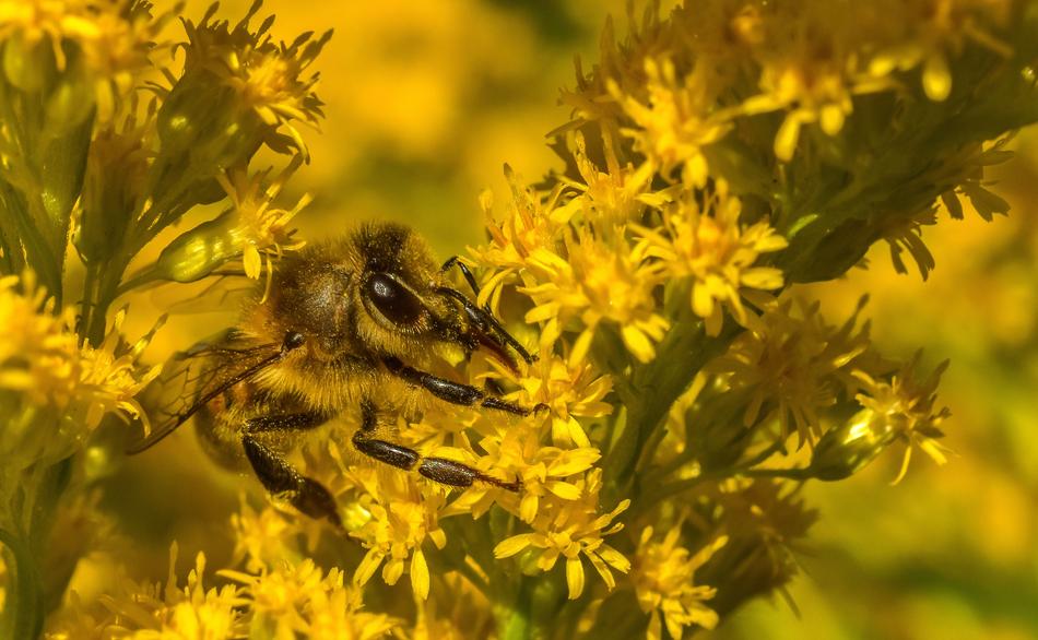 Insect Yellow