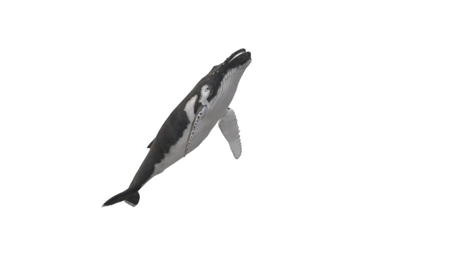 wal humpback whale animal maritime