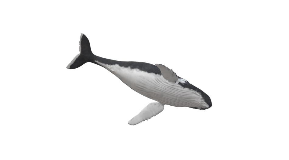 wal humpback whale animal maritime