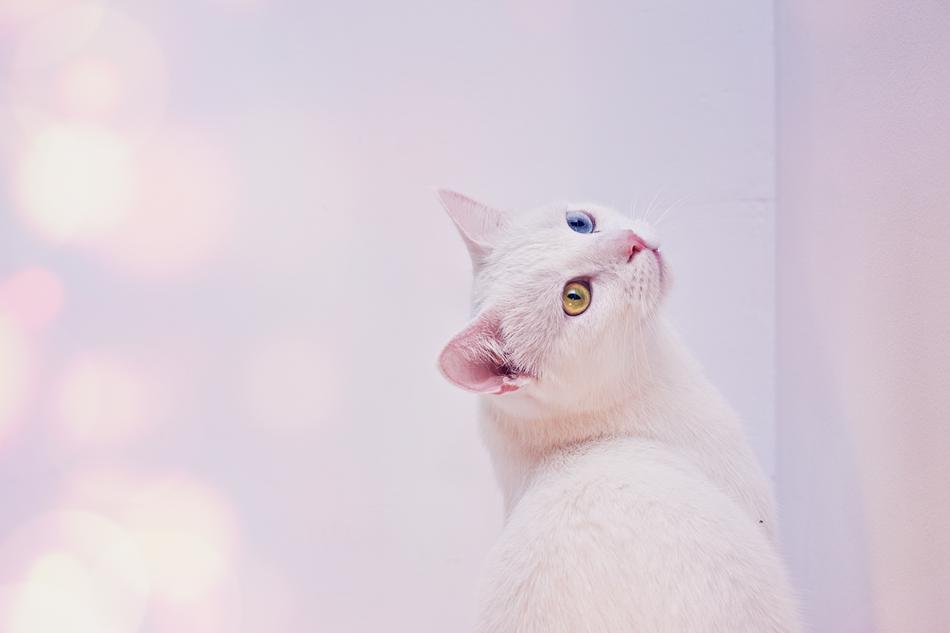 Cat White Angora