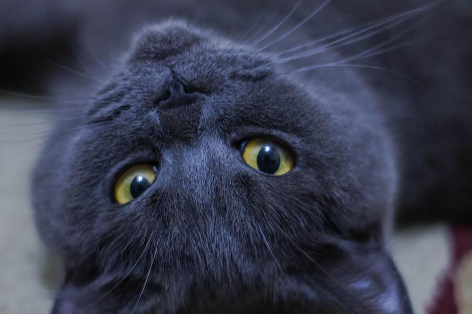 The British Animal Cat
