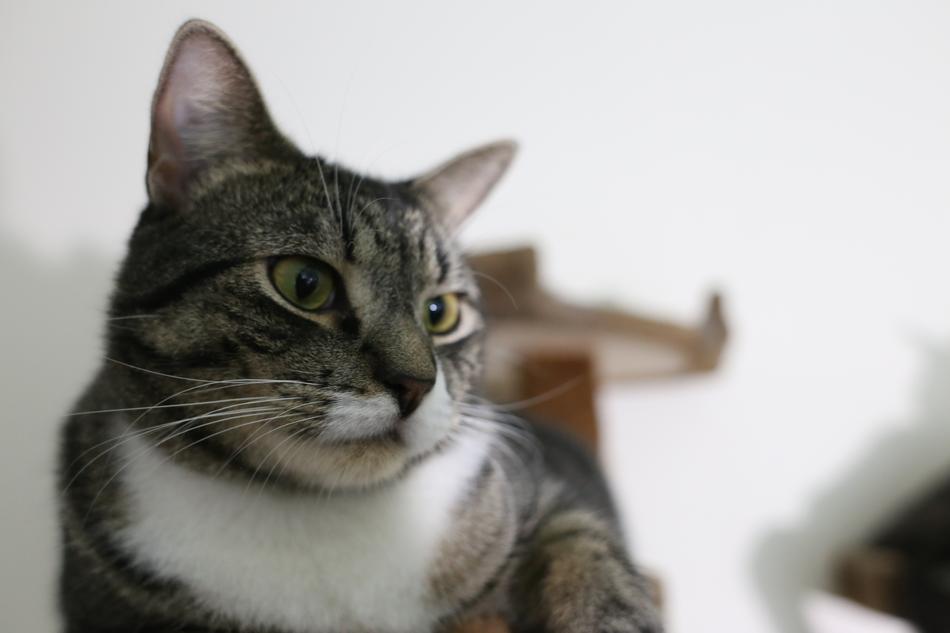 Cat Animals Predator