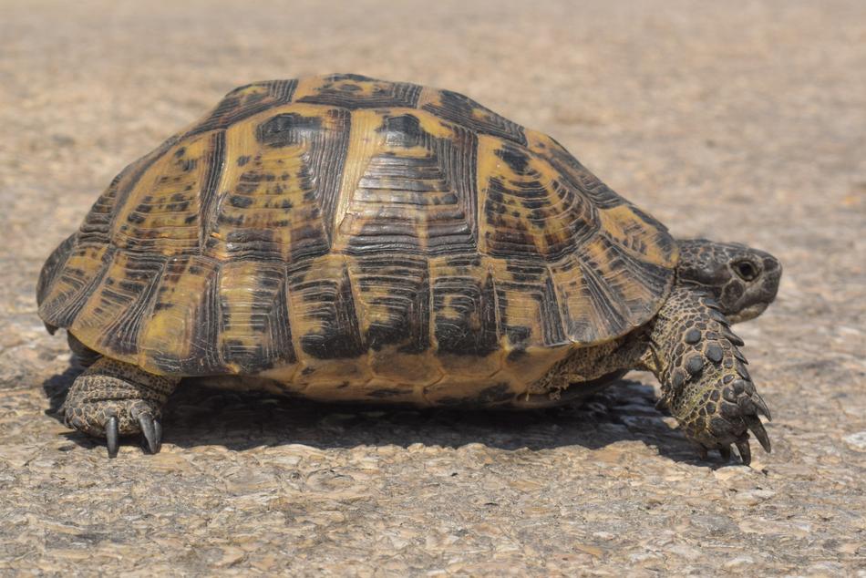 Turtle Reptile Animal