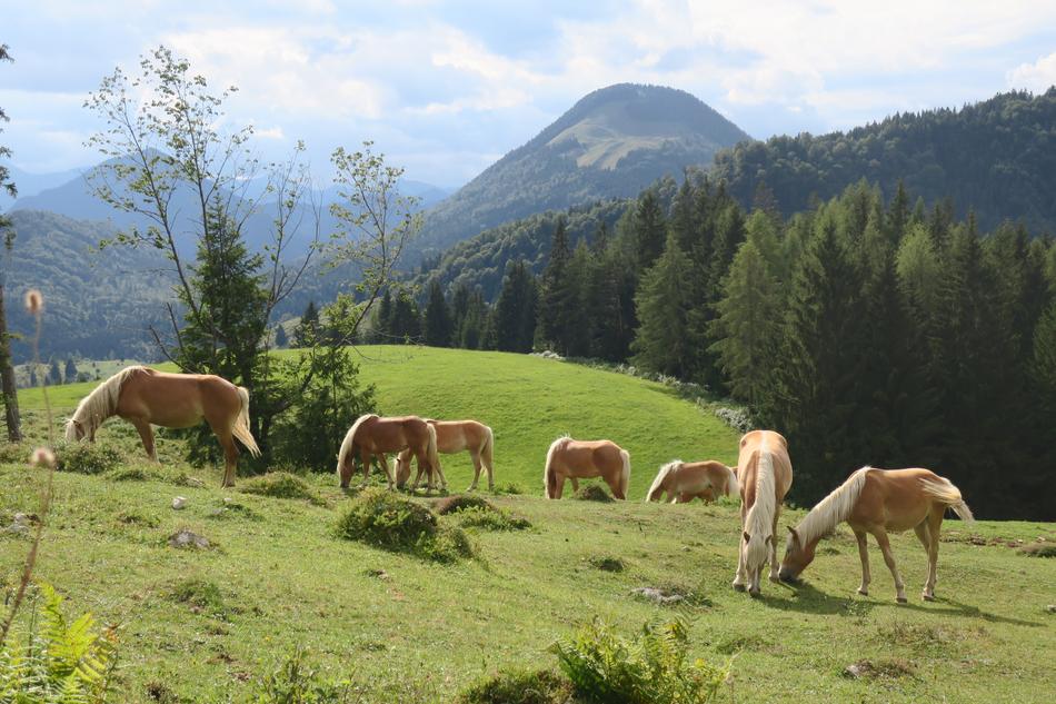 Horses Animal view