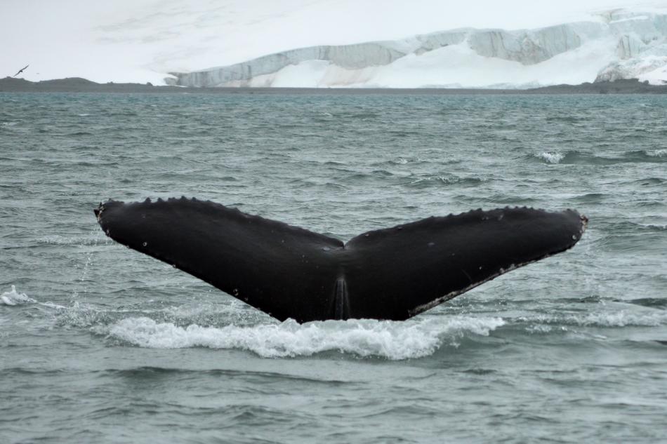 Tail Whale Antarctica