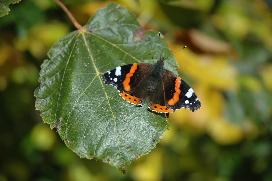 Butterfly Insect on Tree leaf Close Up