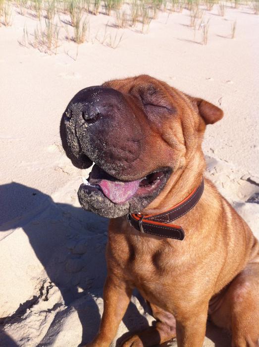 happy sweet dog