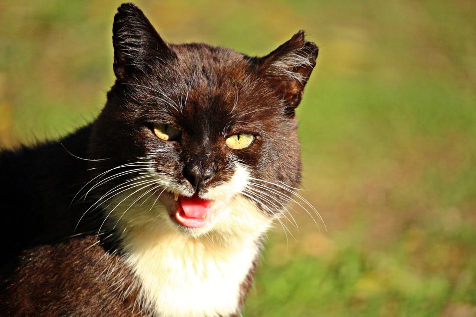 Cat Strays Pet Domestic