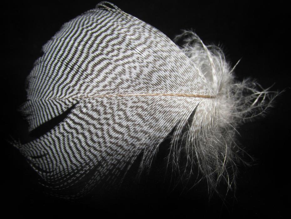 Feather Bird Nature