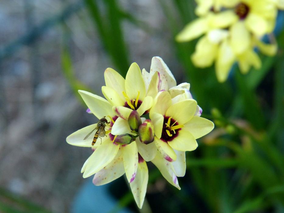 Insect Flower Nature