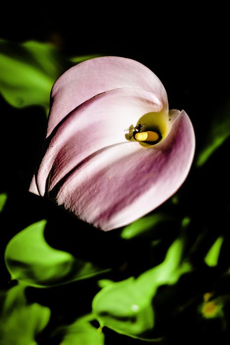 Arum Lily Bee Insect