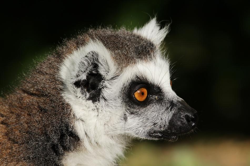 Animal Lemur Wild