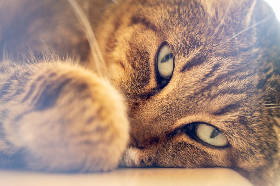 Cat Animal Eyes