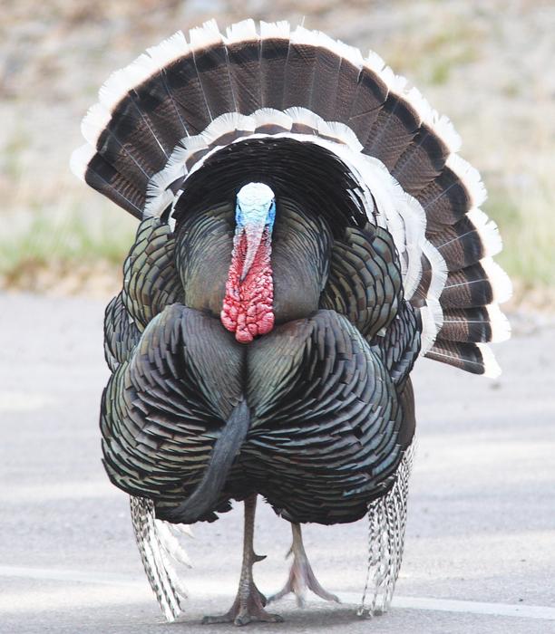 Turkey Bird Close Up