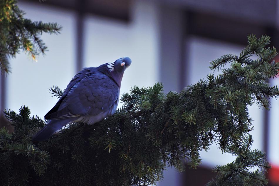 wild Dove Bird in Nature