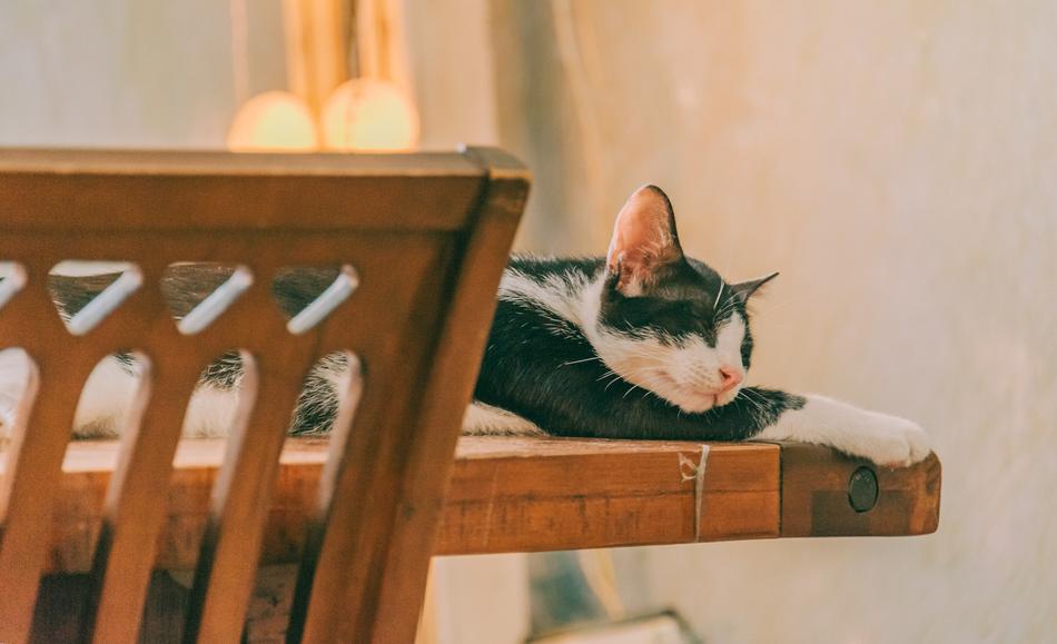 Cat Sleep Pet