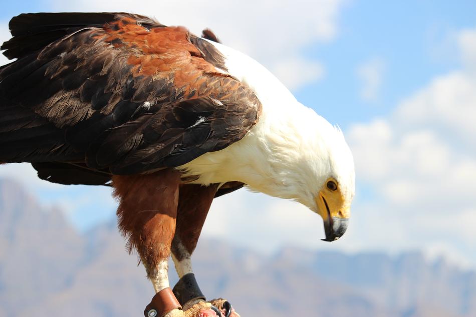 bald eagle hunting fish